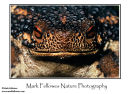 Bornean swamp toad Pseudobufo subasper